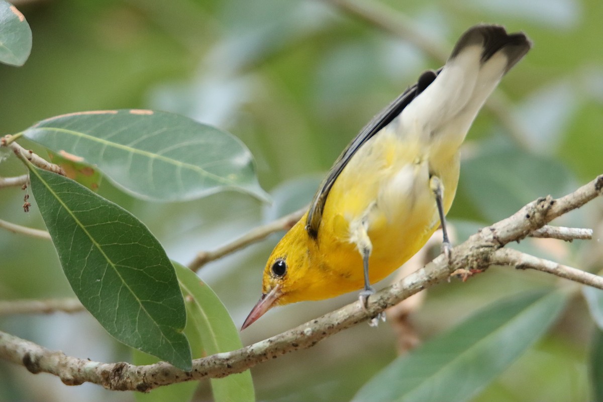 Prothonotary Warbler - ML608939189
