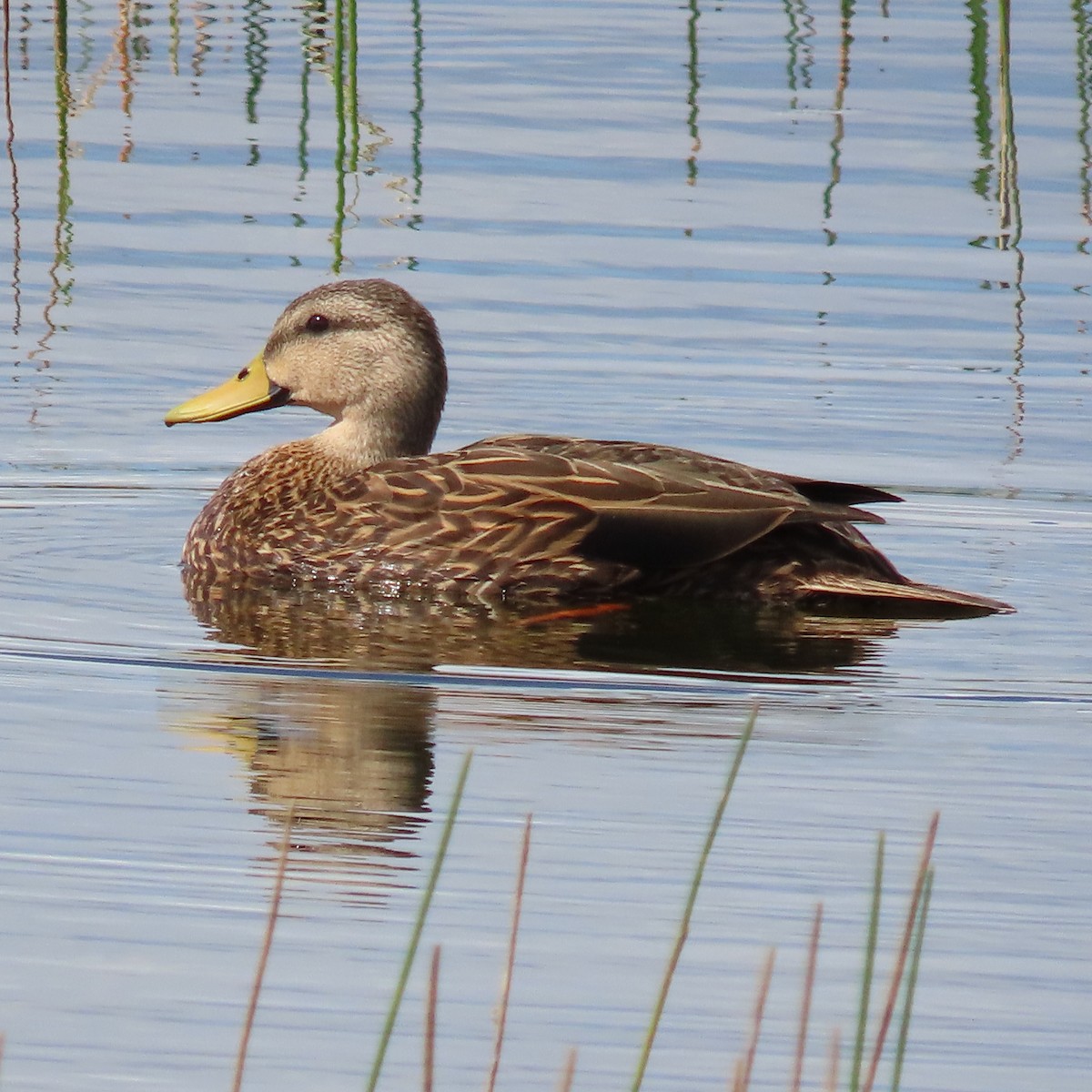 Mottled Duck - ML608939204