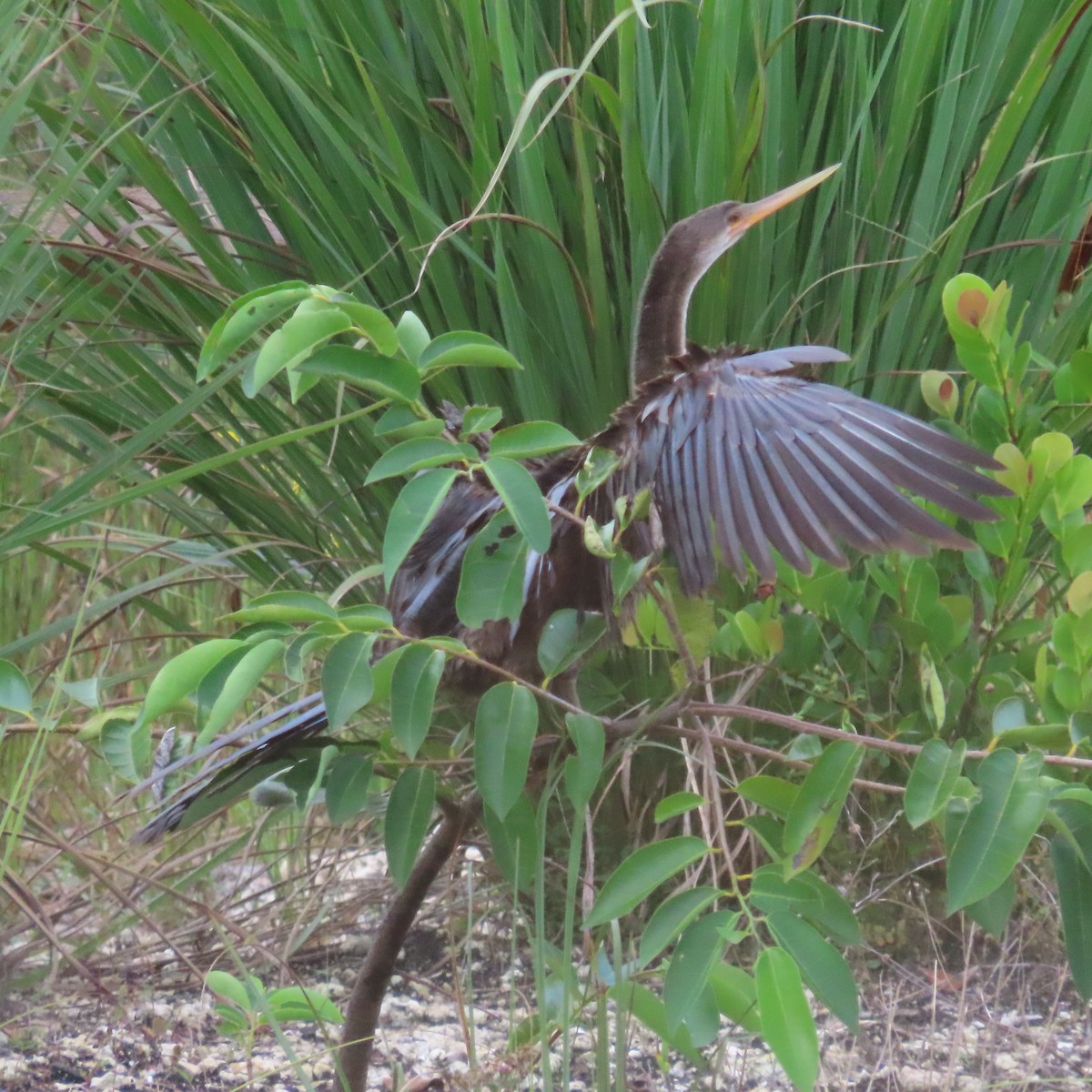 Anhinga Americana - ML608939234