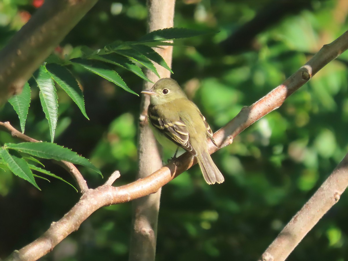 Mosquero sp. (Empidonax sp.) - ML608939296