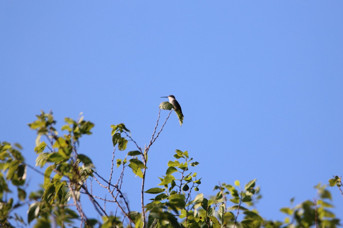 Ruby-throated Hummingbird - John Keegan