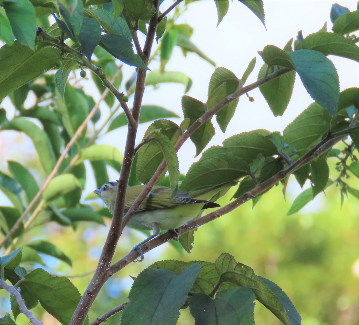 Red-eyed Vireo - ML608939374