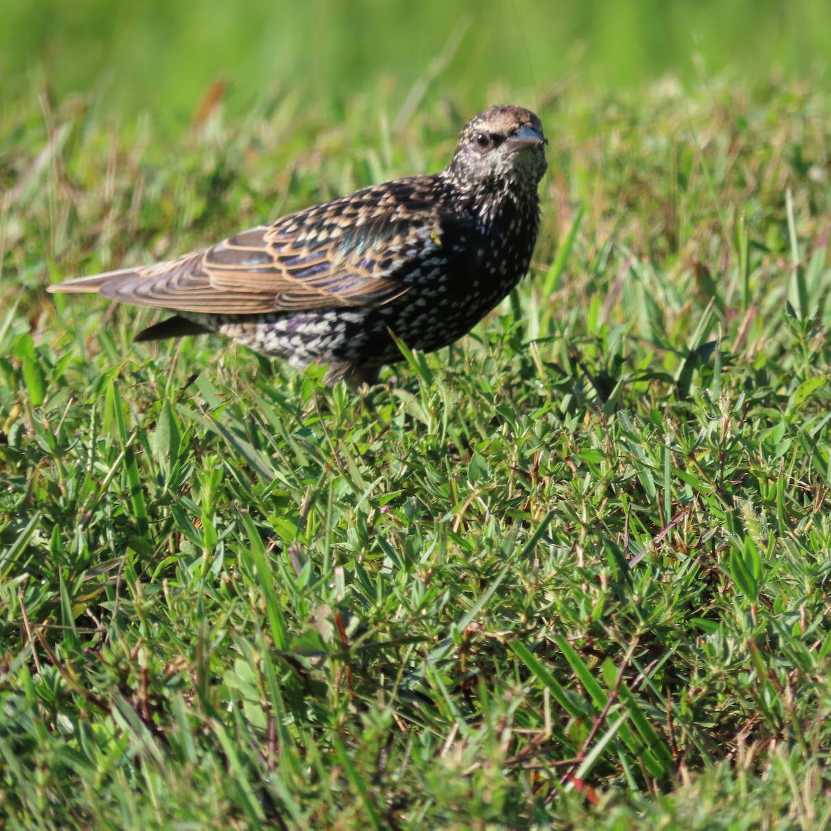 European Starling - ML608939532