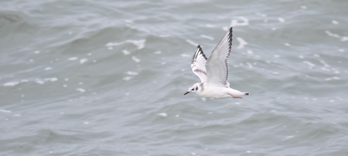 Bonaparte's Gull - ML608939576