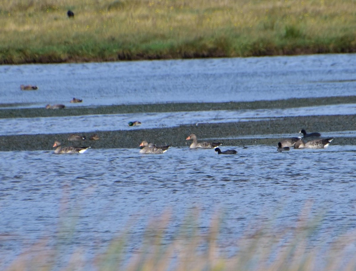 Graylag Goose - ML608939580