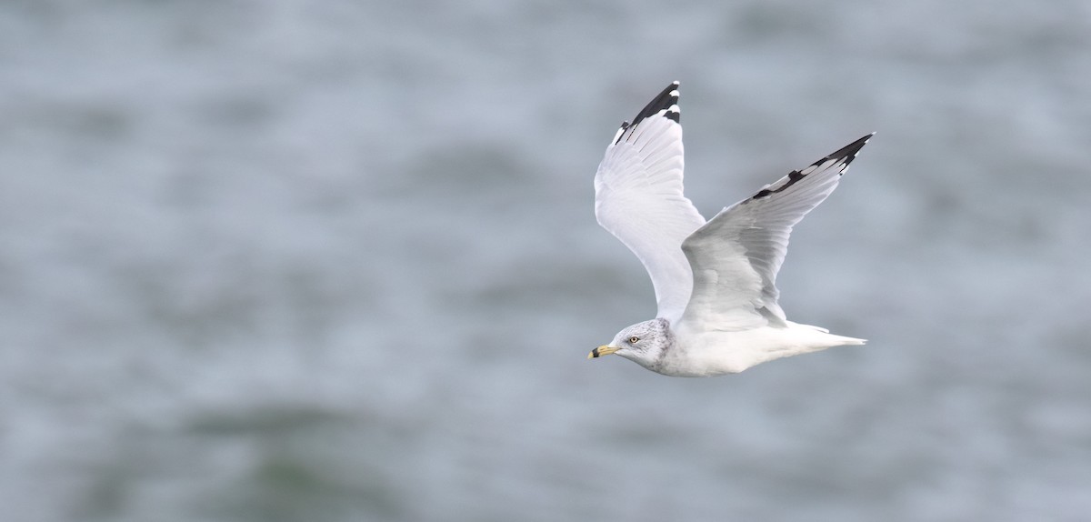 Ring-billed Gull - ML608939583