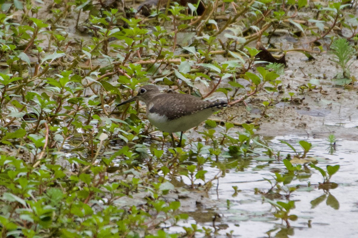 Solitary Sandpiper - ML608939587