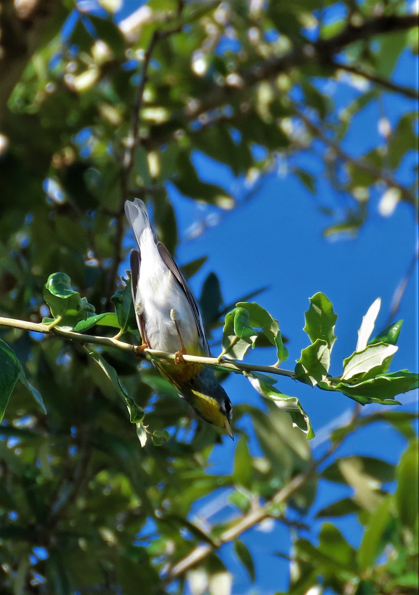 Parula Norteña - ML608939598