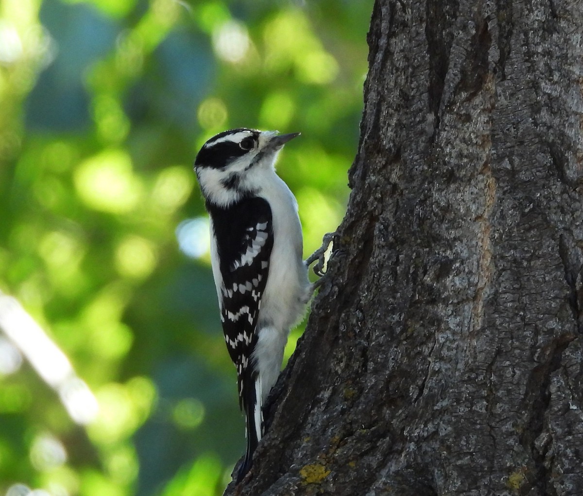 Downy Woodpecker - ML608939632