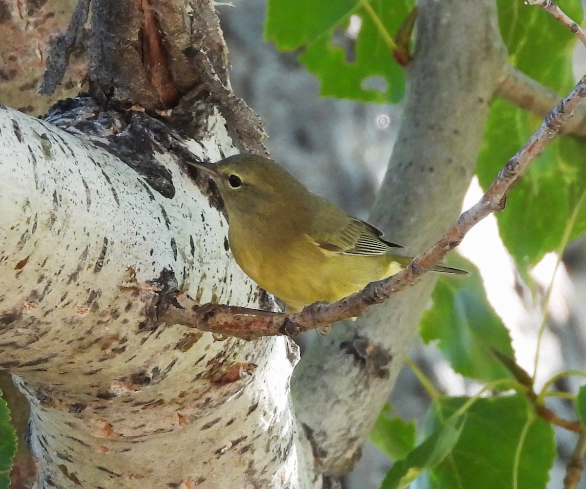 Orange-crowned Warbler - Glenn Pannier