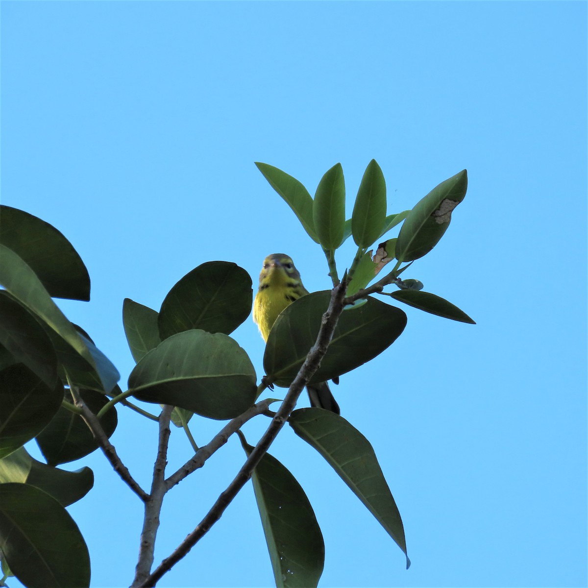 Prairie Warbler - ML608939717