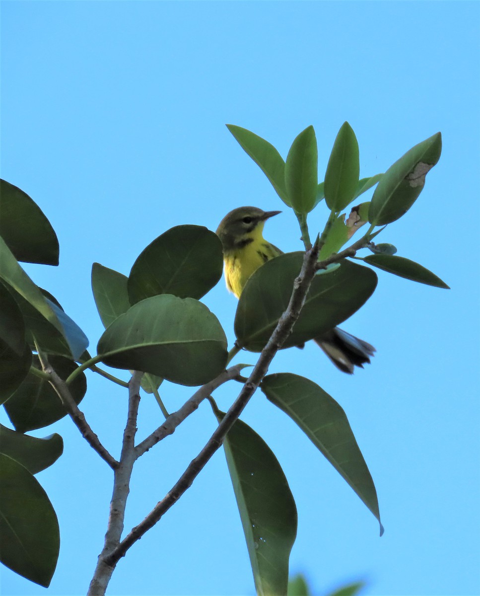 Prairie Warbler - ML608939718