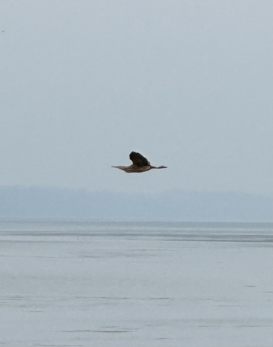 American Bittern - ML608939940