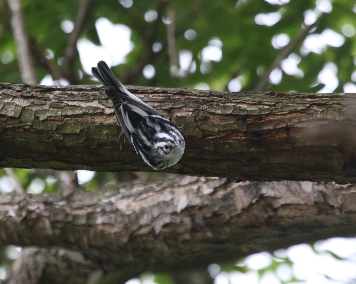 Black-and-white Warbler - Nick Barber