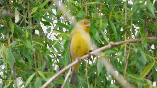 Grassland Yellow-Finch - ML608940006