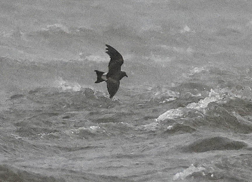 Leach's Storm-Petrel - ML608940132