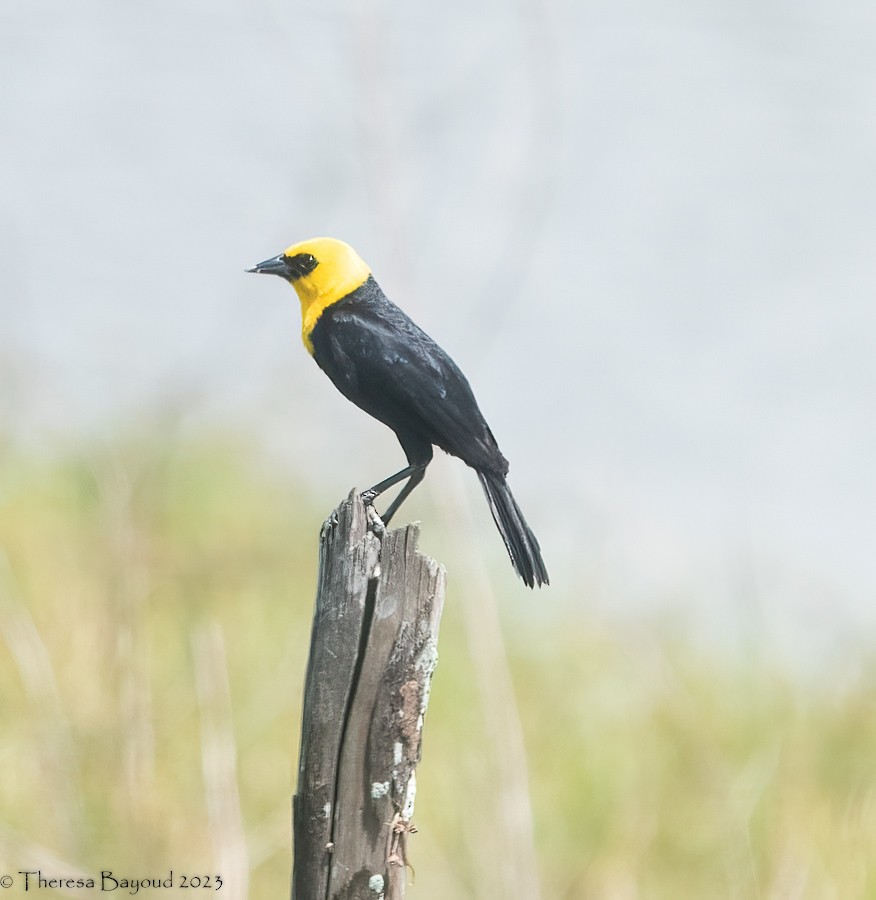 Yellow-hooded Blackbird - ML608940167