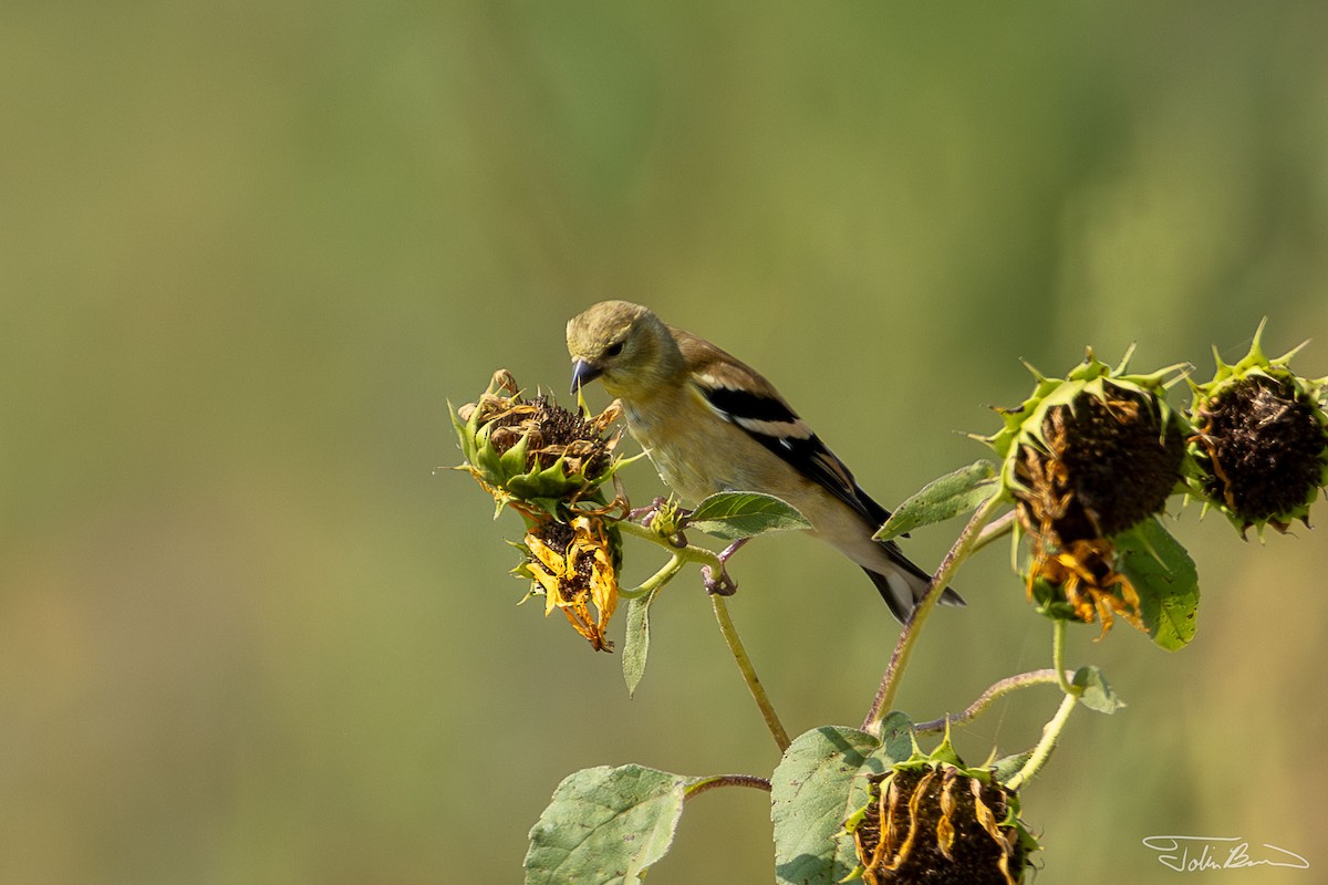 American Goldfinch - Tobin Brown