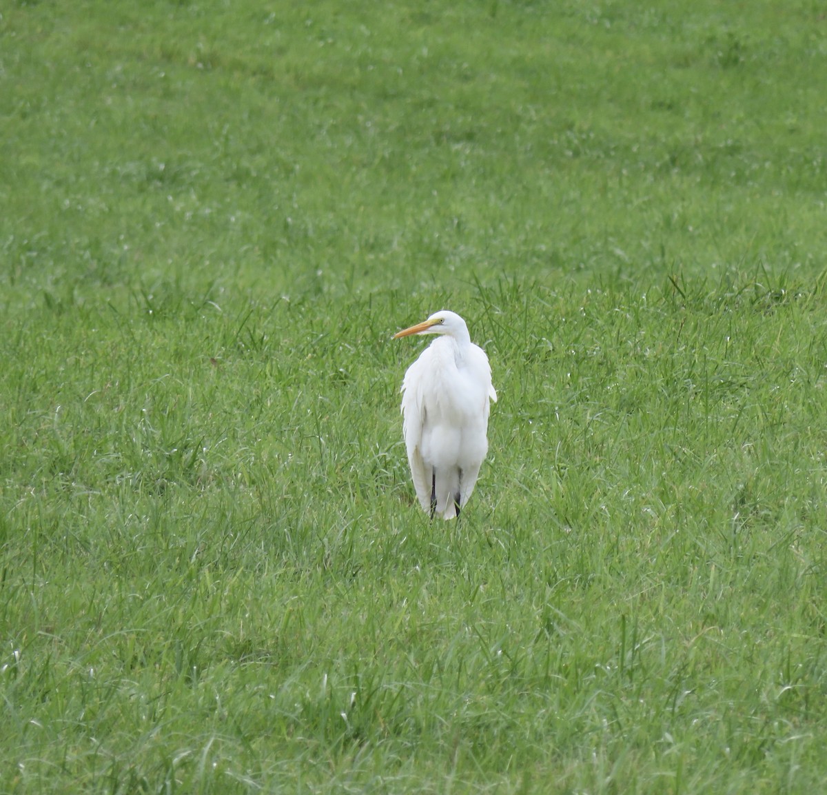 Great Egret - ML608940290