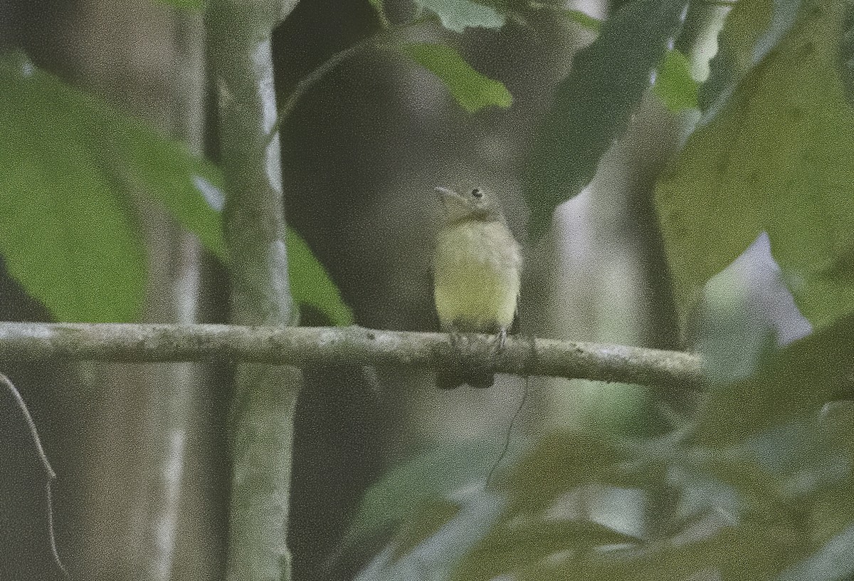 Whiskered Flycatcher - ML608940633