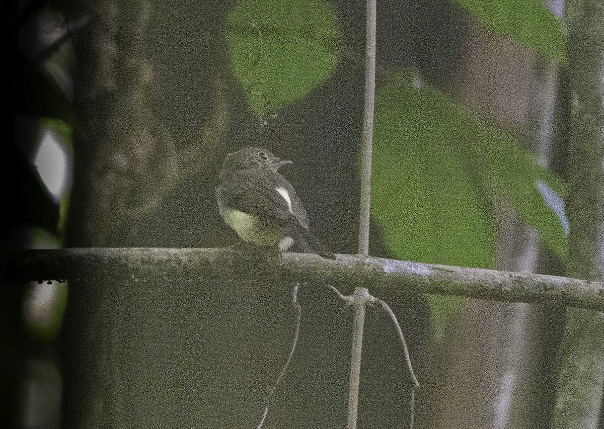 Whiskered Flycatcher - ML608940634