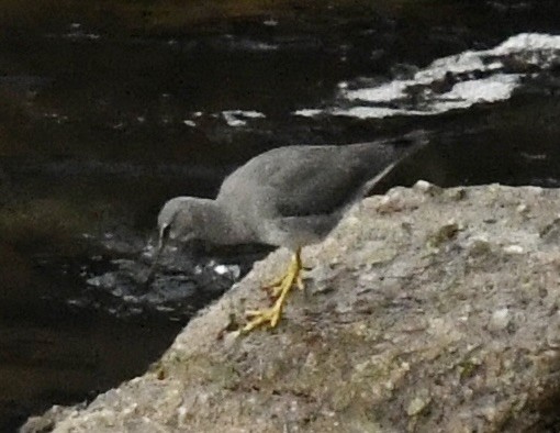 Wandering Tattler - Lorena Siqueira