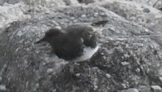 Black Turnstone - Lorena Siqueira