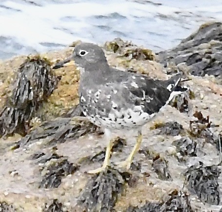 Surfbird - ML608940799