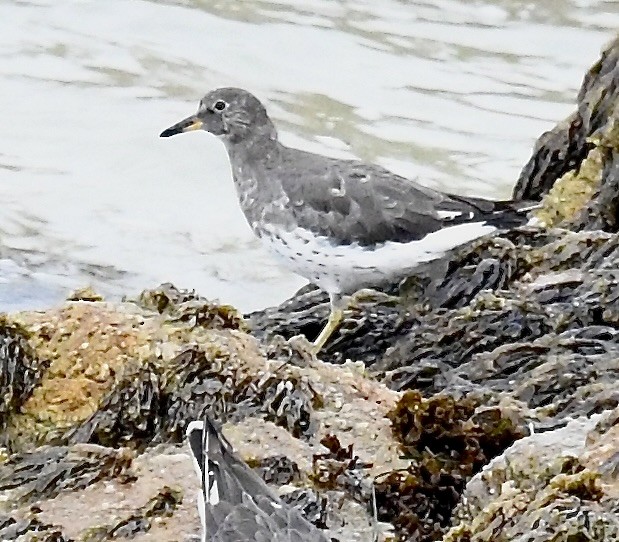 Surfbird - ML608940803