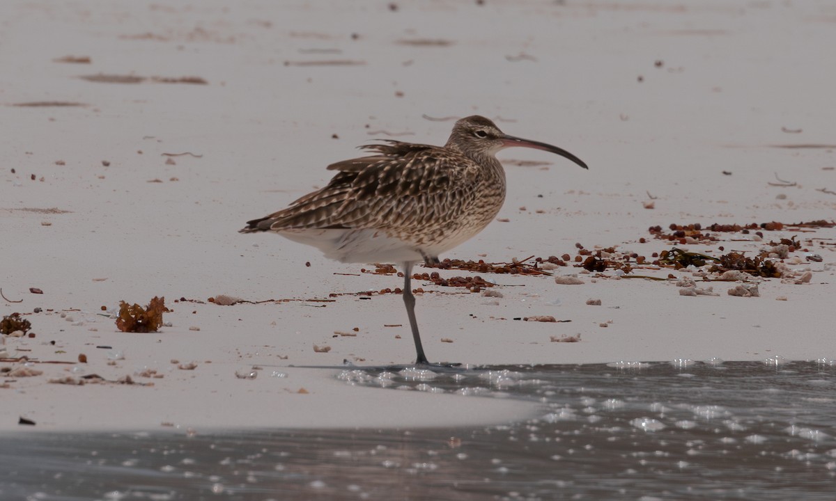 チュウシャクシギ（phaeopus） - ML608940935