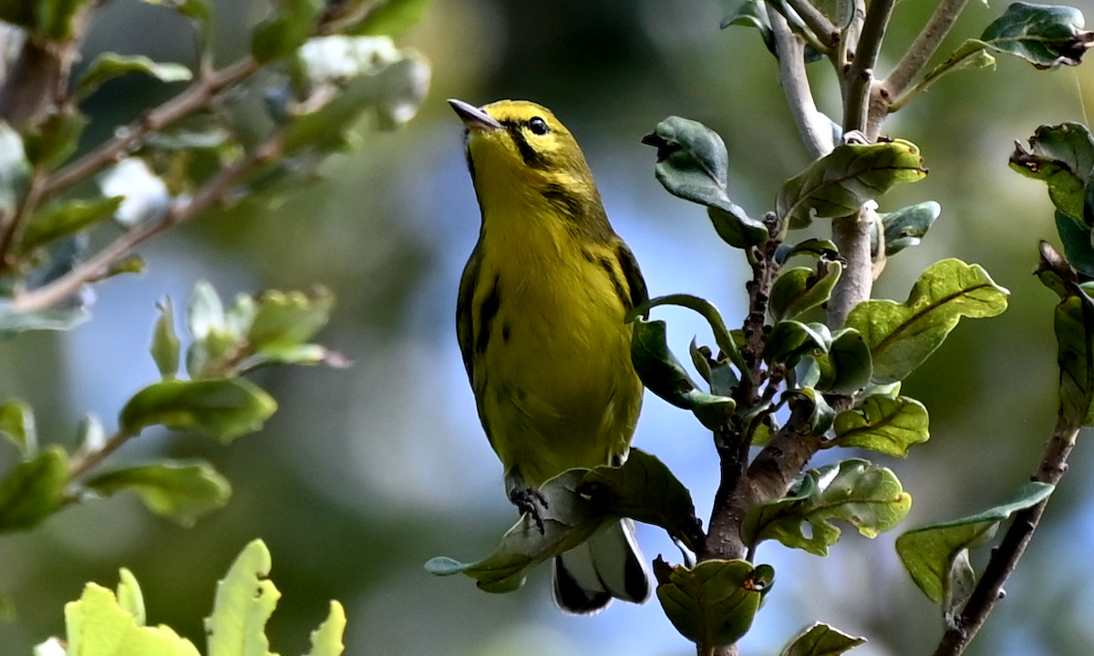 Prairie Warbler - ML608940967