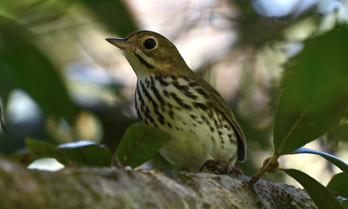 Ovenbird - ML608940979