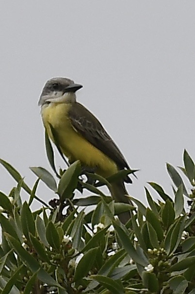 Tropical Kingbird - ML608940990