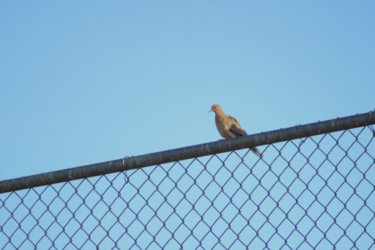 Mourning Dove - ML608941011