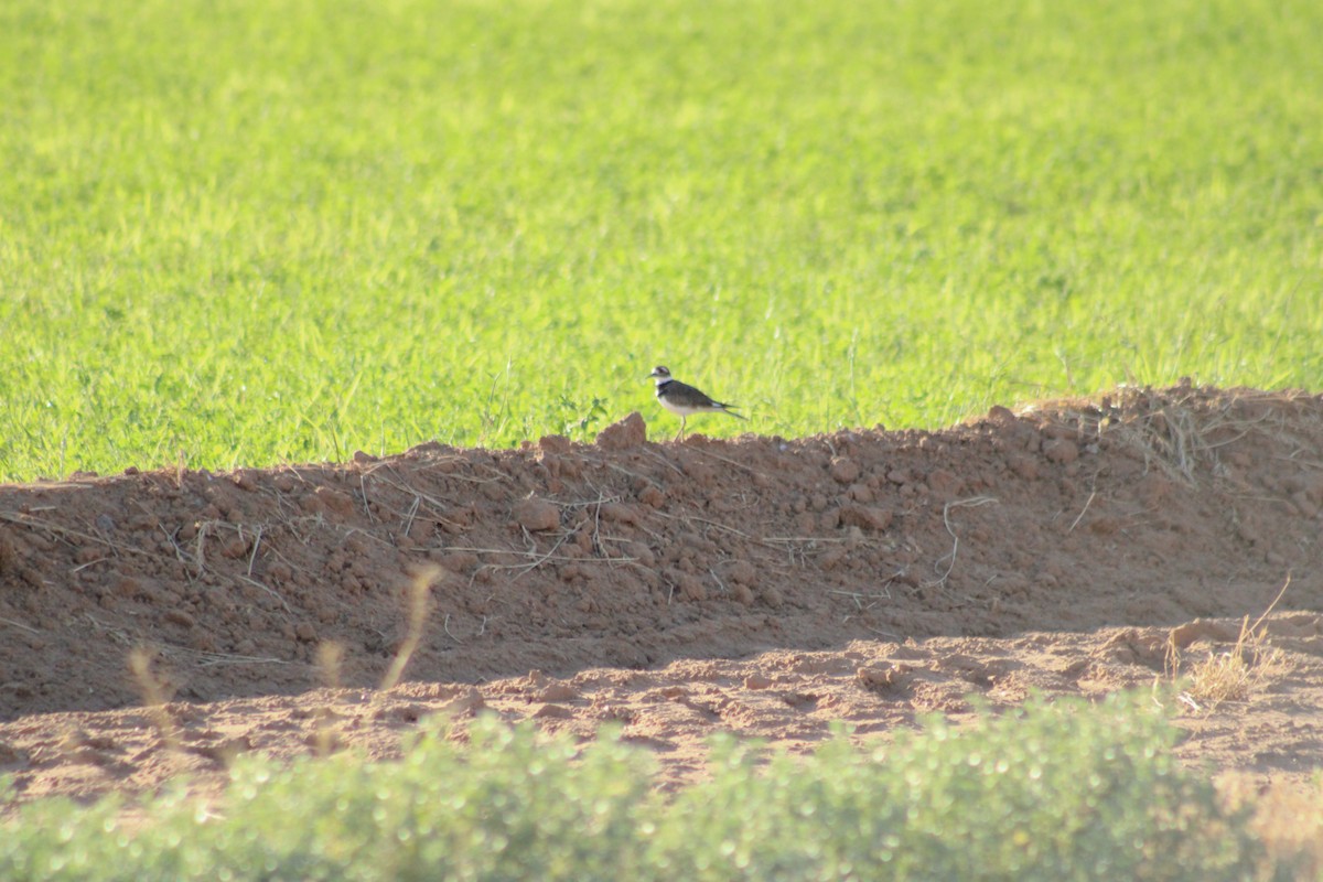 Killdeer - ML608941017