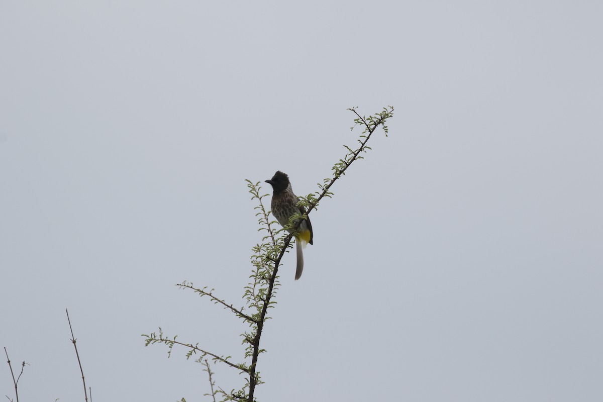 Common Bulbul (Dodson's) - ML608941109