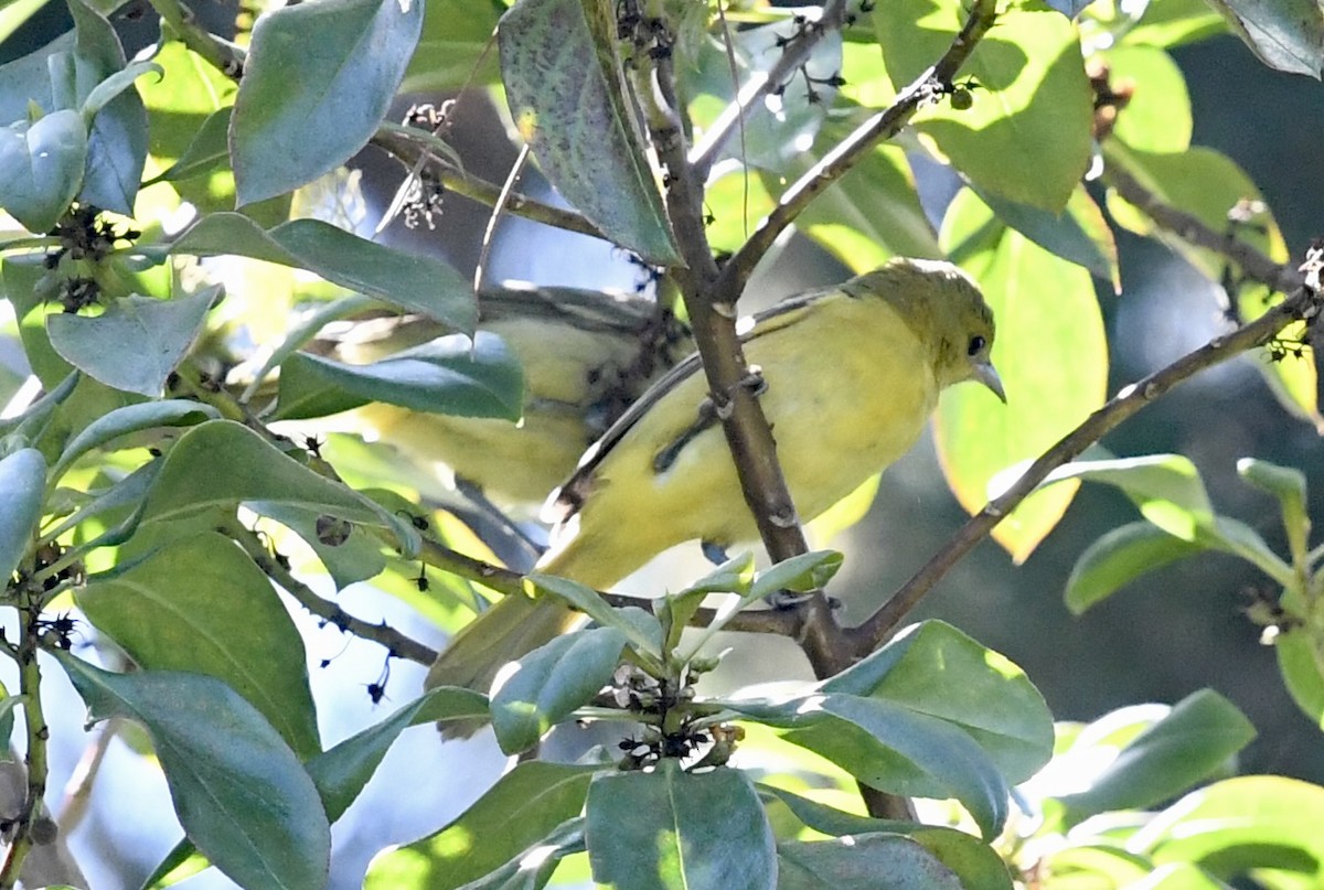 Oriole masqué (groupe nelsoni) - ML608941203