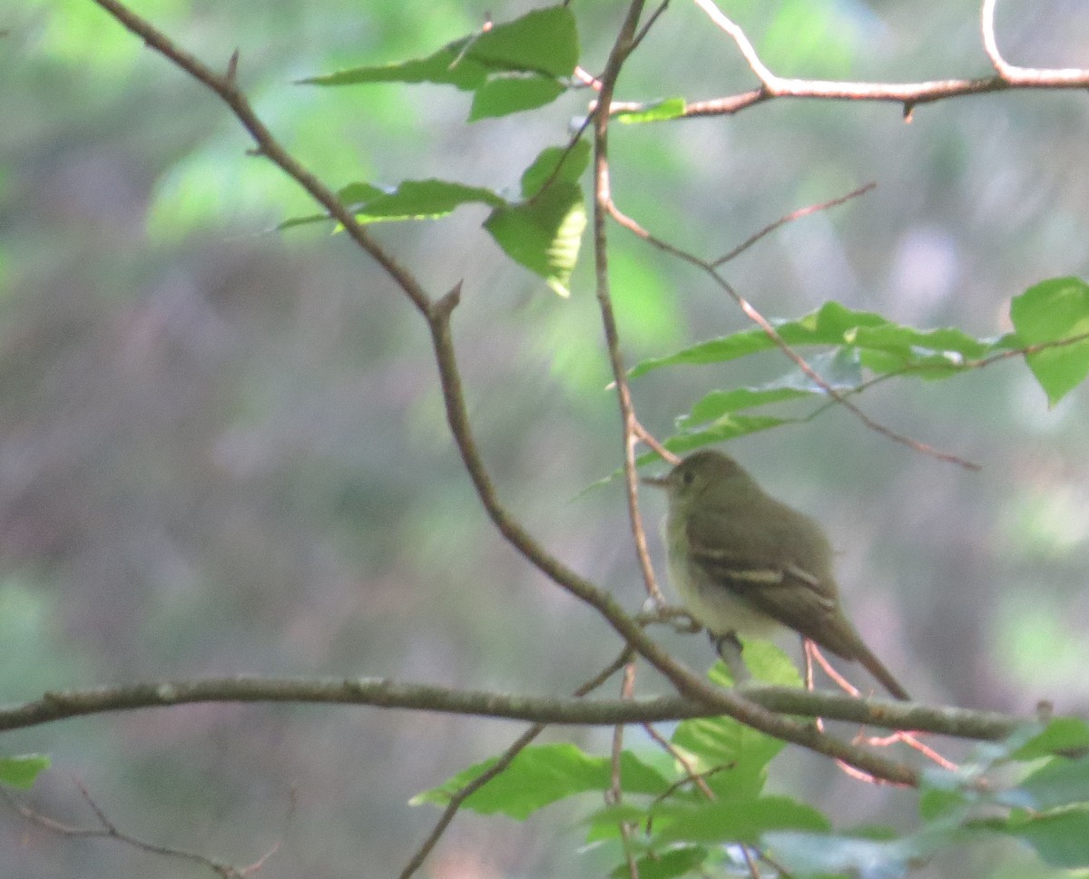 Acadian Flycatcher - ML60894121