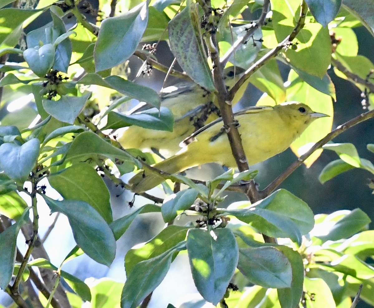 Hooded Oriole (nelsoni Group) - ML608941212