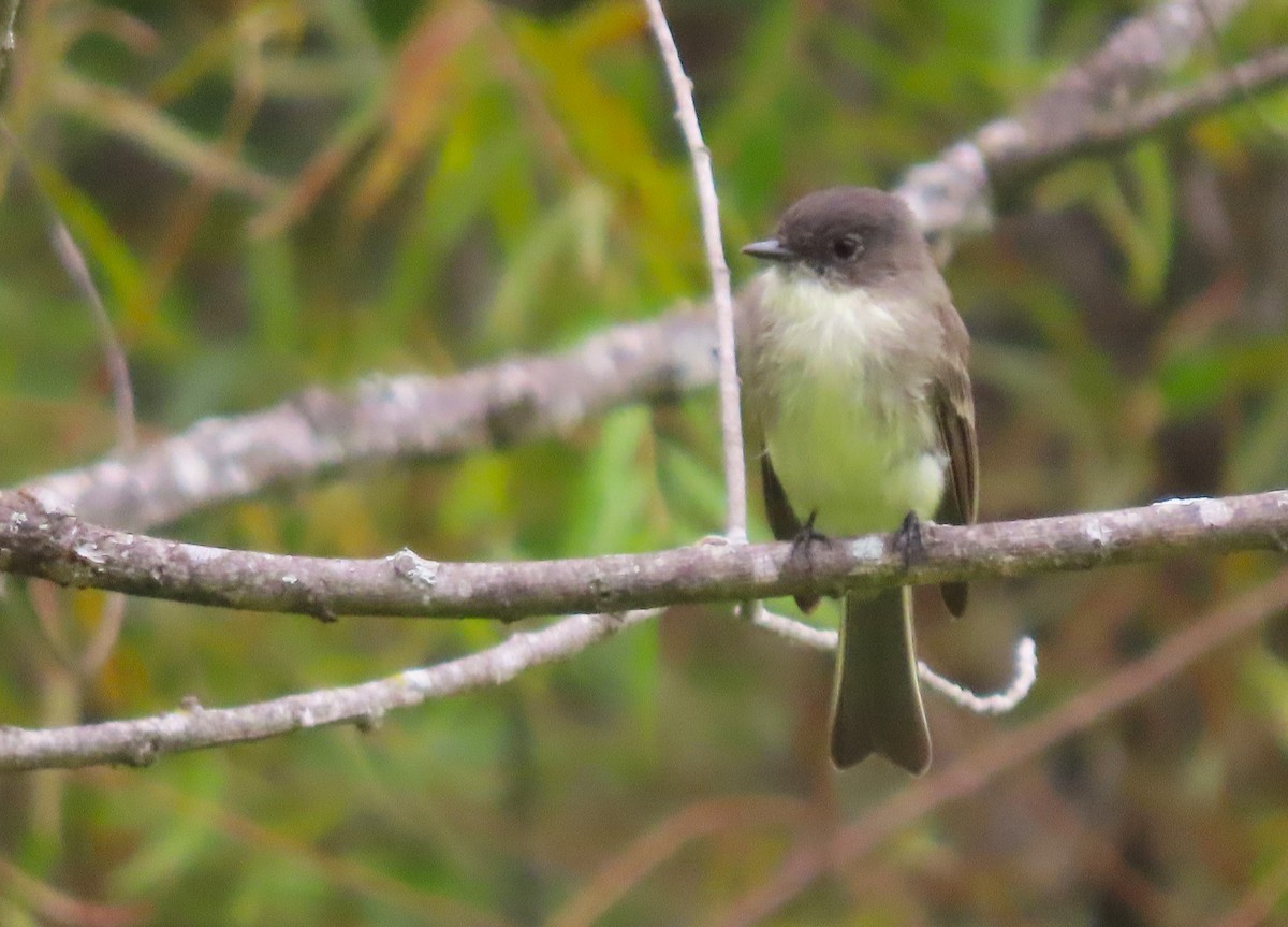 Eastern Phoebe - ML608941251