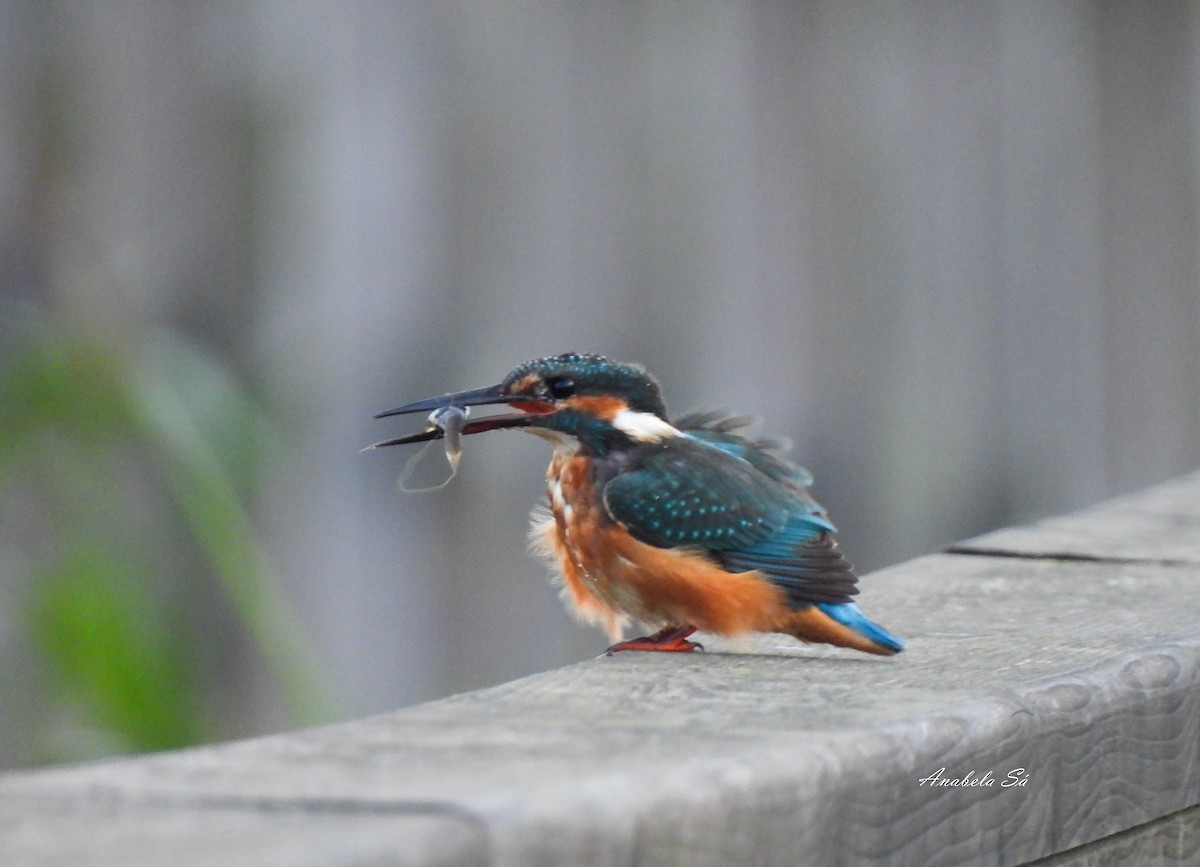 Common Kingfisher - ML608941260