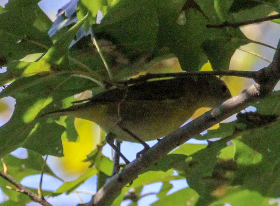 Nashville Warbler - ML608941367