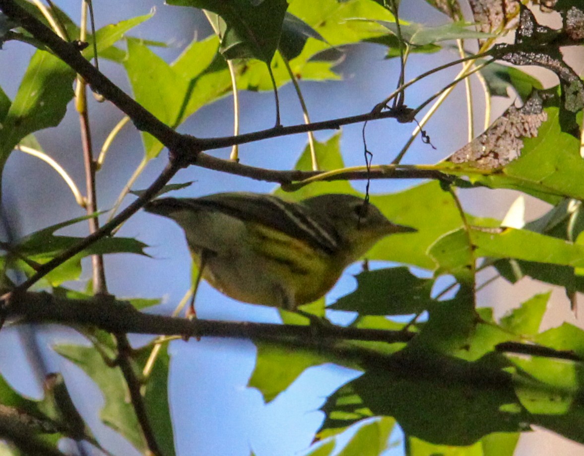 Magnolia Warbler - ML608941389