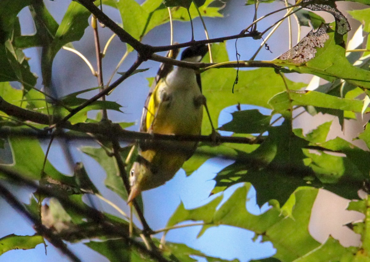 Magnolia Warbler - ML608941390