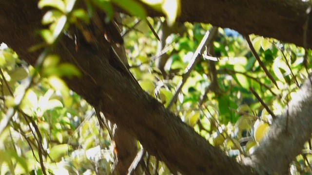 Plain-mantled Tit-Spinetail - ML608941393