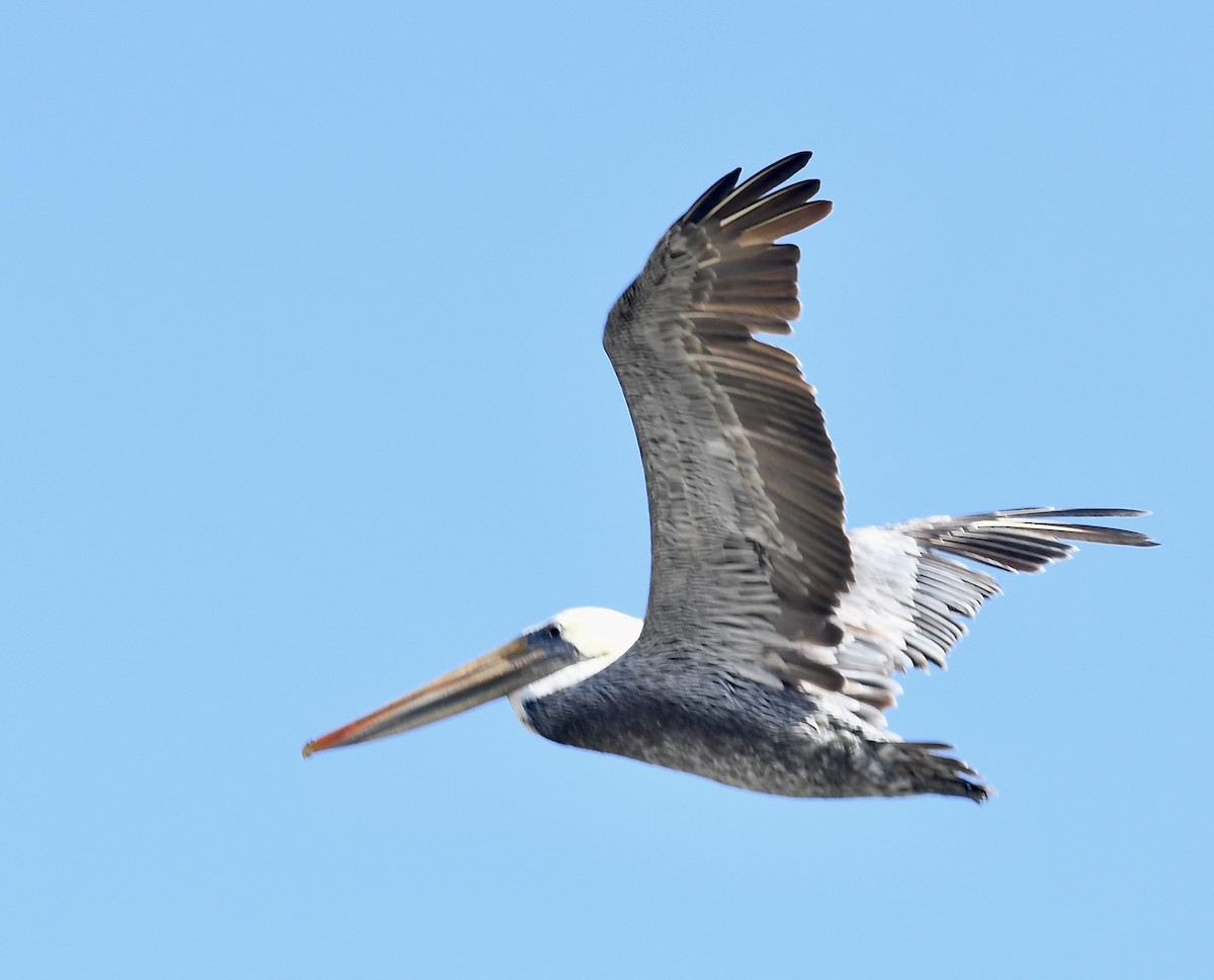 Brown Pelican (California) - Lorena Siqueira