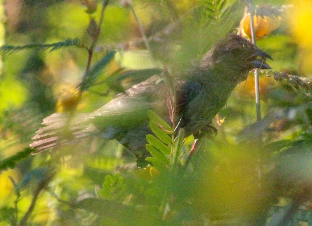 Indigo Bunting - ML608941418