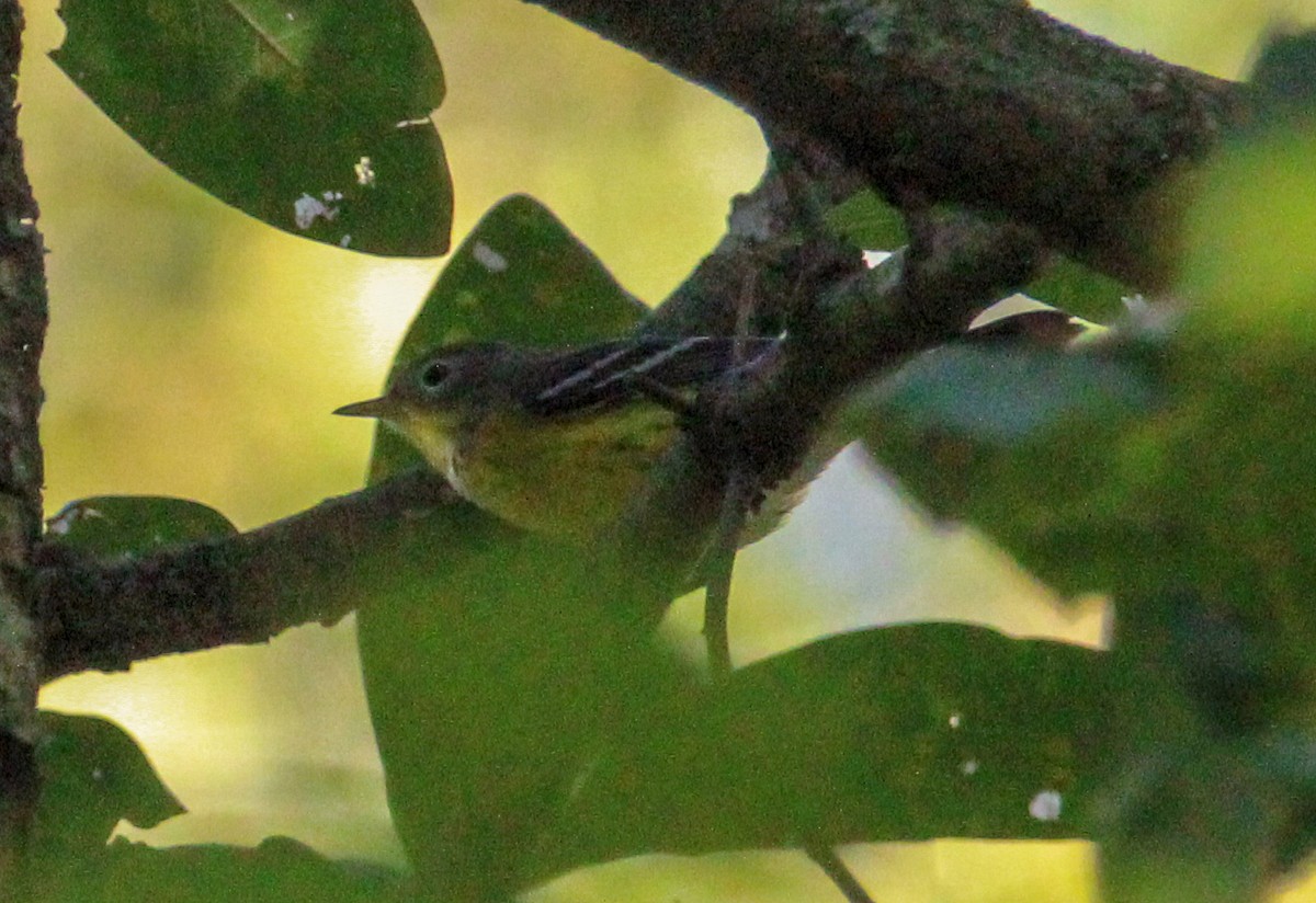 Magnolia Warbler - Jeffrey McCrary