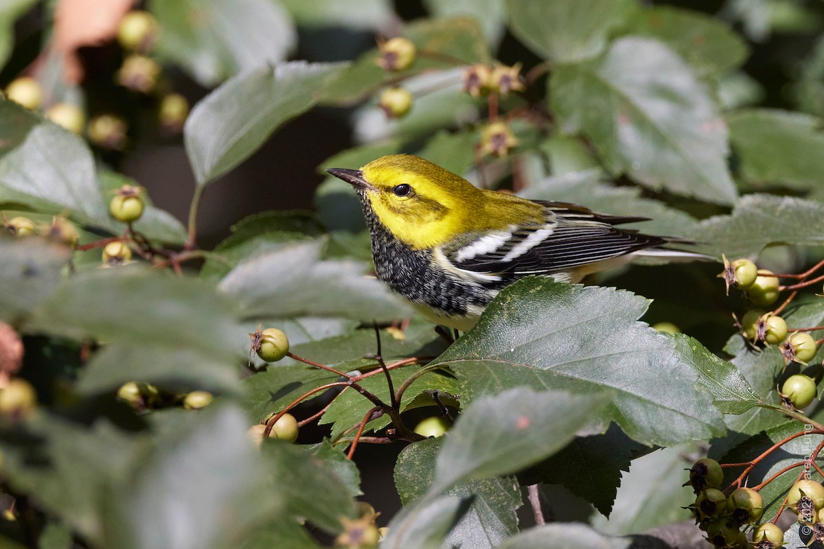 Black-throated Green Warbler - ML608941430