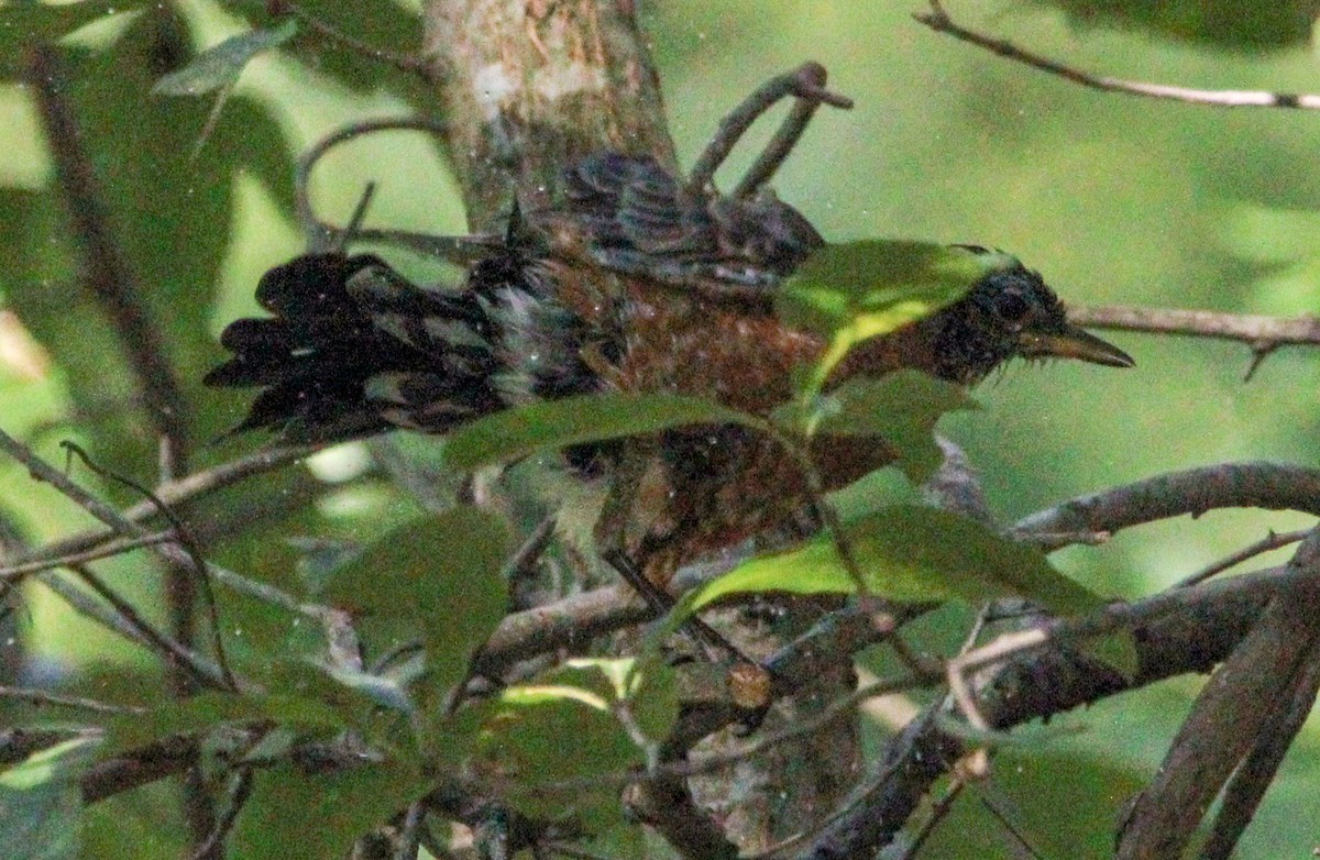 American Robin - ML608941432